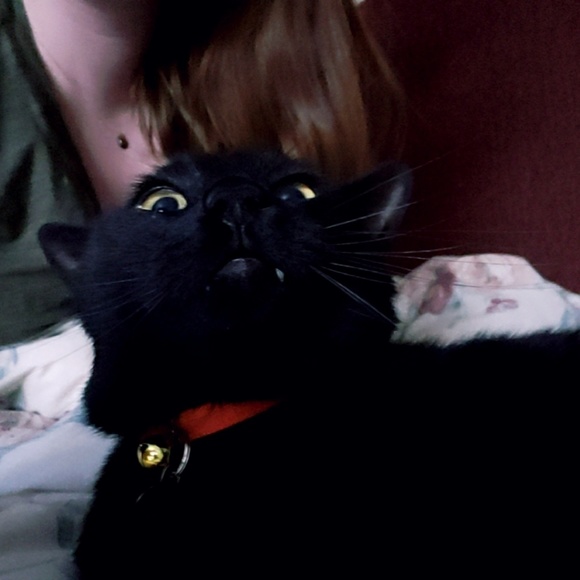 Meet your Posher, Kiki - Picture 3 of 5